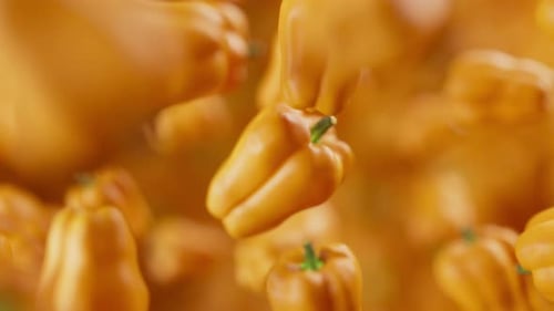 Looping animation of a group of bell pepper. Defocus. Close-up.