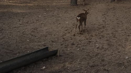Young deer walking into the forest, general plan, slow motion. Young true deer grazing in the wild