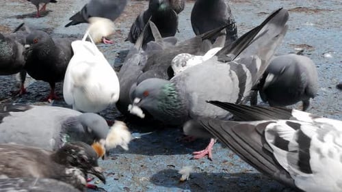 Close up a flock of hungry pigeons on the street, flying on the pavement, fighting for food and eati