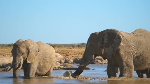 Pan right on two African elephants enjoying waterhole