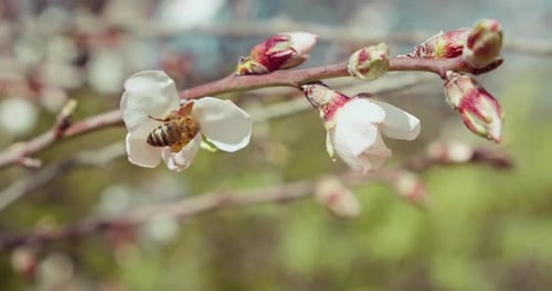Honey bee pollinating cherry flowers on tree in spring blossom.