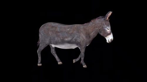 Donkey Walk Idle 2