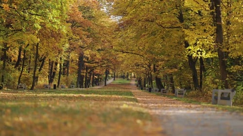 Beautiful autumn alley in the park. Colorful fallen leaves on the ground. Benches stand on both side
