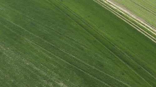 Aerial view of green blooming agricultural fields outdoors at daytime