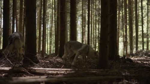A wolfhound sniffs in the forest
