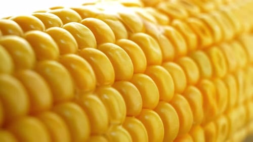 Oil and Put on the Grill Corn 4K