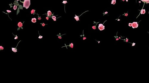 Rote Rosen fallen in Full HD