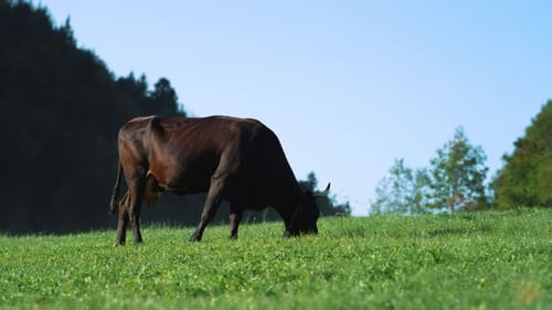Schwarze Kuh weidet auf der Sommerwiese