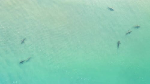 Sharks swimming in shallow water, Mediterranean Israel, aerial
