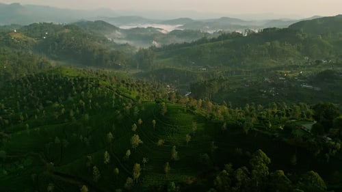 Aerial Footage Reveals Misty Ceylon Hills with Morning Light on Green Tea Plantations Serene