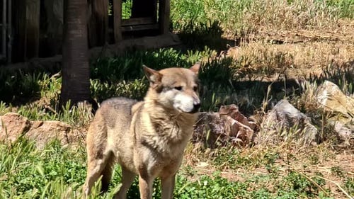 Loup solitaire dans le zoo de l'Attique par une chaude journée d'été, vue portrait