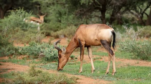 Red Hartebeest Antelope Feeding In Natural Habitat