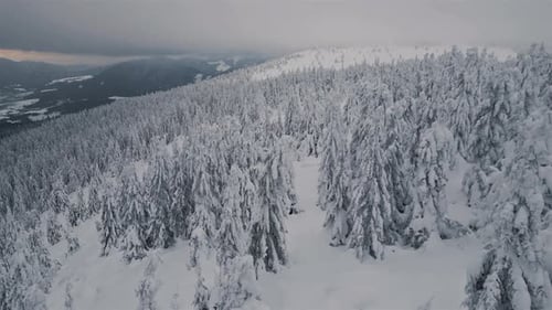 Aerial View of Magic Winter Forest With Snowy Trees in Cold Nature