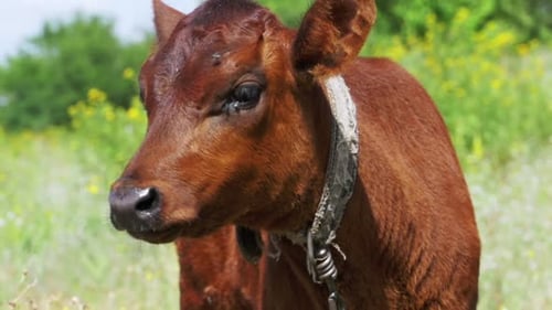 The Gray Calf Cow Graze in a Meadow Slow Motion