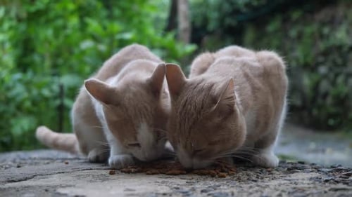 Two Cats Eating Food Together Outdoors
