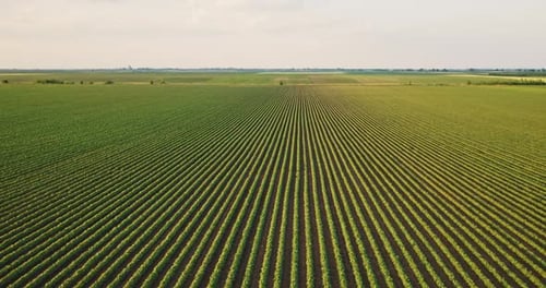 Aerial Perspective Of Symmetric Green Crop Rows In Vast Farmland