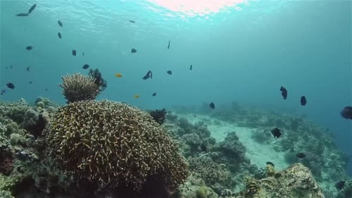 Coral Reef and Tropical Fish Philippines