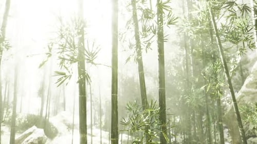 Bright Sun Rays Shimmering Through Green Bamboo Forest