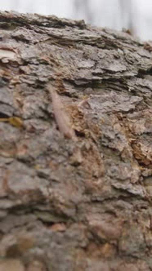 Extreme Close Up Of Tree Bark And Cut Wood Grain In Forest