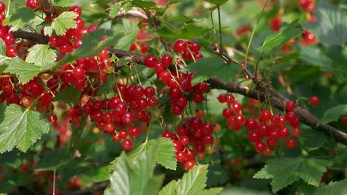 Branch of red currant berries, Ribes rubrum spicatum alpinum