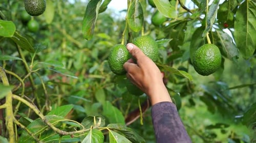 SLOW MOTION TRACKING CLOSE UP SHOT OF AN AVOCADO FARMER CLIPPING DOWN AN AVOCADO AND PUTTING IT ON A