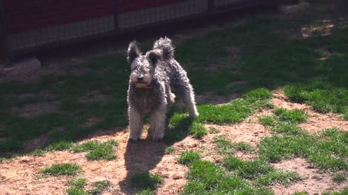 Purebred Pumi dog standing and barking in a garden on a sunny day
