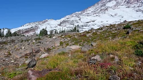 Snow-covered alpine slope with rocky foreground and clear blue sky in the mountains.