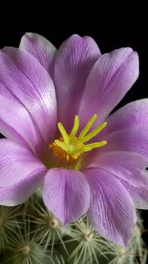 Blooming Pink Cactus Flower Time Lapse