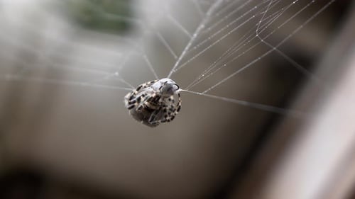 Tagsüber, Weitwinkelaufnahme, geringe Schärfentiefe. Spinne, die kopfüber ein Insekt im Netz rollt. Zentraler Rahmen