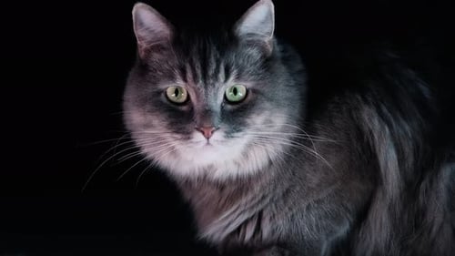 Porträt einer entzückenden Katze auf isoliertem schwarzem Hintergrund. Lecken und in die Kamera schauen