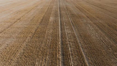 Flying Over Freshly Harvested Wheat Field Abstract Texture Background Farming Footage The Field