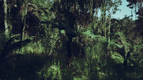 Exploring the Lush Jungle Landscapes of China Under Soft Daylight