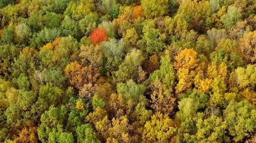 Beautiful season sceneries. Orange autumn colorful forest drone view.