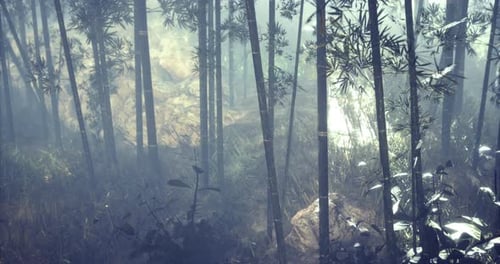 Mysterious Fog Envelops a Tranquil Bamboo Forest at Dawn