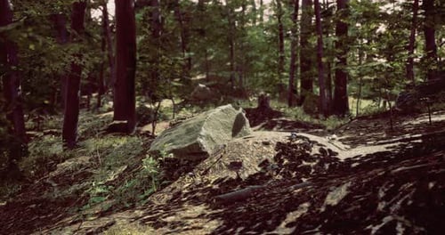 Rocky Terrain in Forest Under Soft Sunlight in Early Afternoon