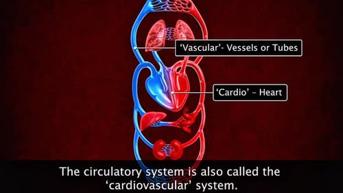 Animated Human Circulatory System and Blood Flow Medical Explanation