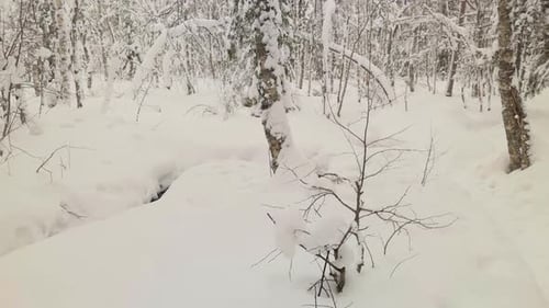 Snow Covered Trees in Snowy Winter Forest