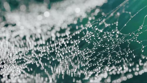 Wet Spider Web on a Teal Background