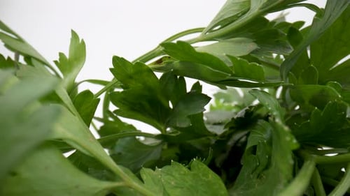Parsley leaves close up isolated 4K