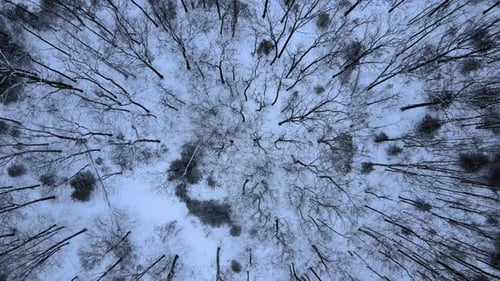 Aerial drone footage of a bare tree canopy and snow forest floor in the appalachian mountain range d