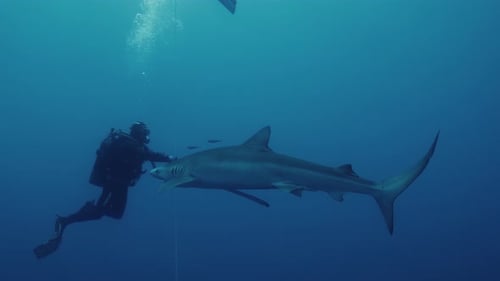 Diver Touches Shark in the Deep Blue Ocean