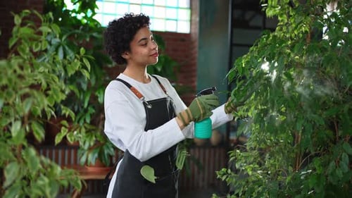 Running of Own Business African Woman Florist with Spray Bottle Watering Fertilizing Plants in