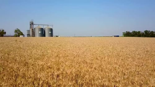 Aerial of Grain Elevator in Front of Wheat Field Quadcopter Drone Camera Flying Towards Flour or Oil