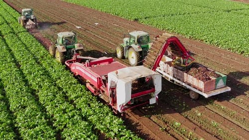 Sugar Beet root Harvesting process, Early morning aerial follow footage.