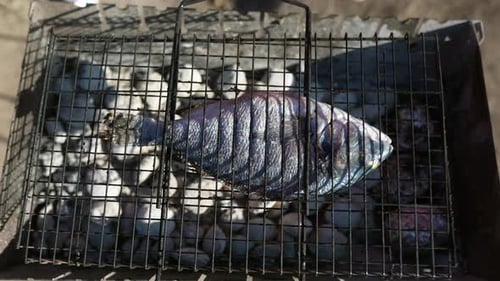 Grilling Dorada Fish on Grill