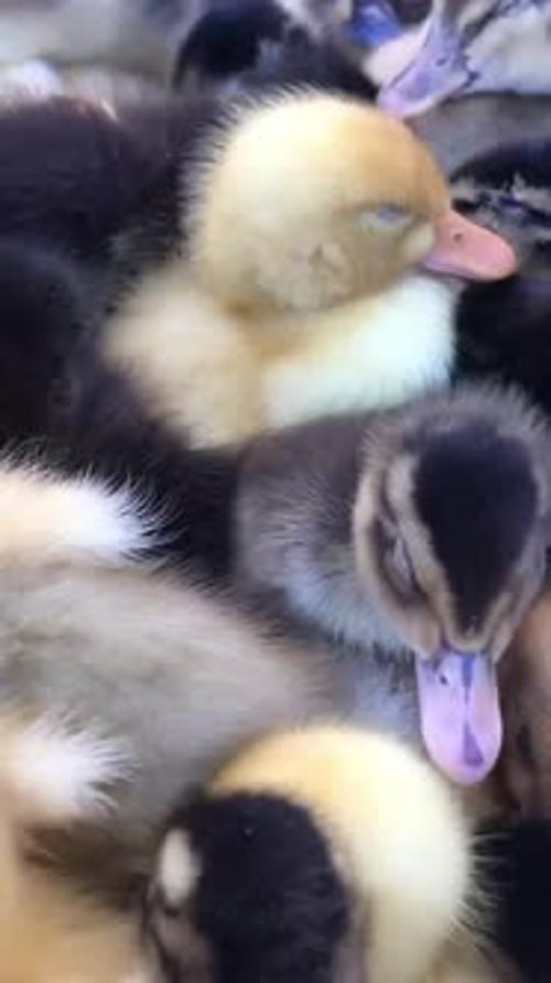 Une scène chaleureuse d'adorables canetons nichés ensemble mettant en valeur leur amitié