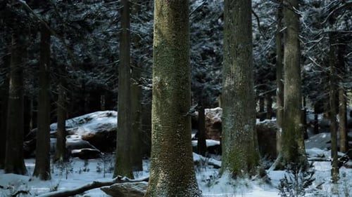 Snow Covered Winter Forest with Tall Trees and Serene Atmosphere