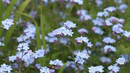 Wood Forget-Me-Not, Myosotis sylvatica, growing in a hedgerow. Spring. UK