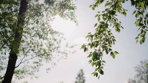 Calm Natural Scenery Serene Outdoor Scene with Soft Sunlight and Leaves Tranquil Forest Environment