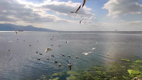 Flock Of Seagulls Flying Over Ocean Beach